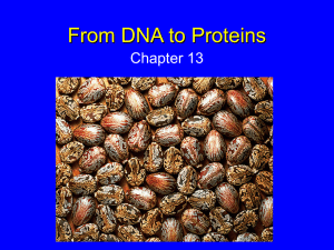 Protein Synthesis