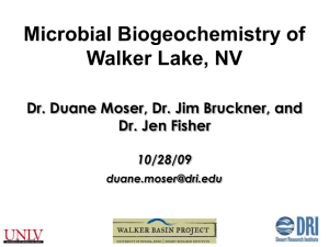 Microbial Biogeochemistry of Walker Lake