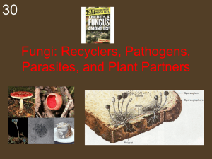 Fungi: Recyclers, Pathogens, Parasites and Plant Partners