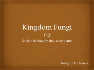Kingdon Fungi