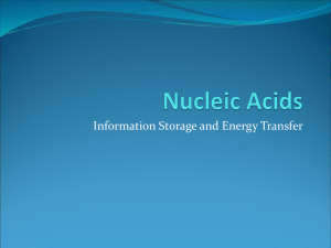 Nucleic Acids - Duncanville ISD