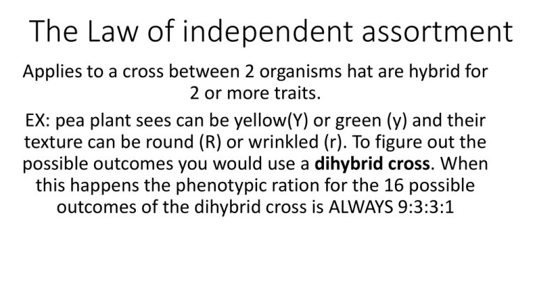 Definition For Law Of Independent Assortment