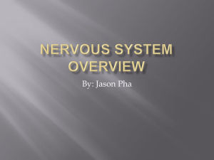 Nervous system overview - AP Biology