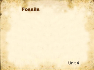 Powerpoint of fossils