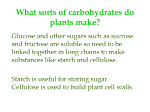 What sorts of carbohydrates do plants make?