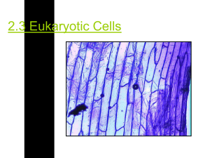 2.3 Eukaryotic Cells