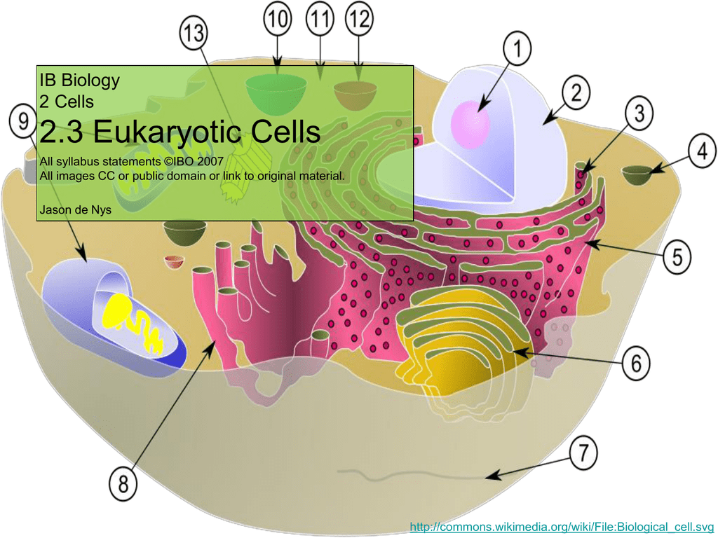 2-3 eukaryotes