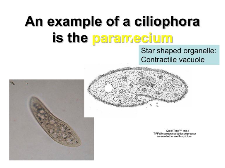 morphology of paramecium