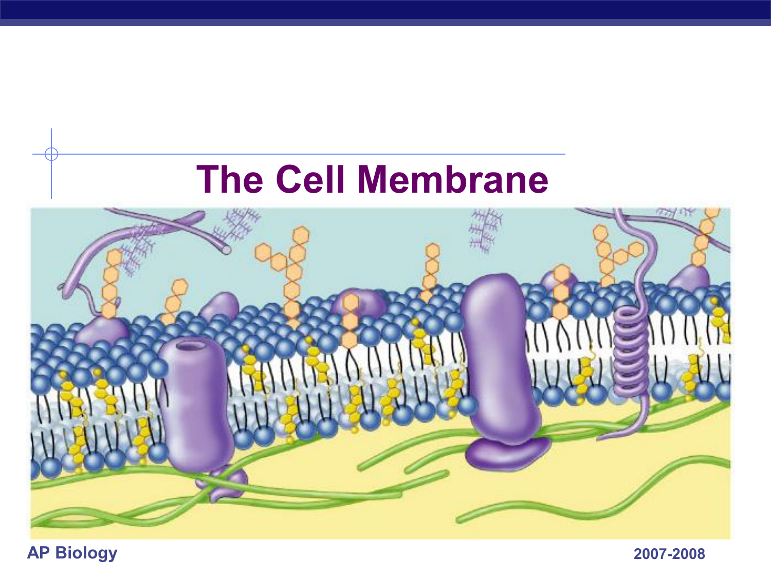 Модель мембраны клетки. Жидкостно-мозаичная модель строения мембраны. Жидко мозаичная модель плазматической мембраны. Жидко мозаичная модель биологической мембраны. Жидкостно-мозаичная модель строения плазматической мембраны.