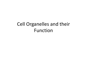 Cell Organelles and their Function