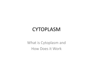 CYTOPLASM