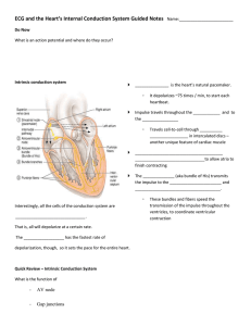 ECG and the Heart's Internal Conduction System