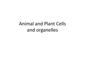 Plant Cell/City Analogies
