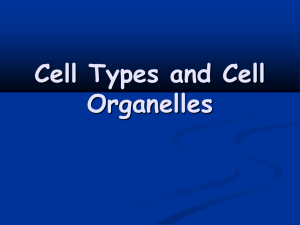 Cell Organelles - ADavis Science