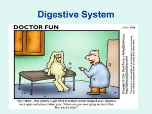 Digestive System - Solon City Schools