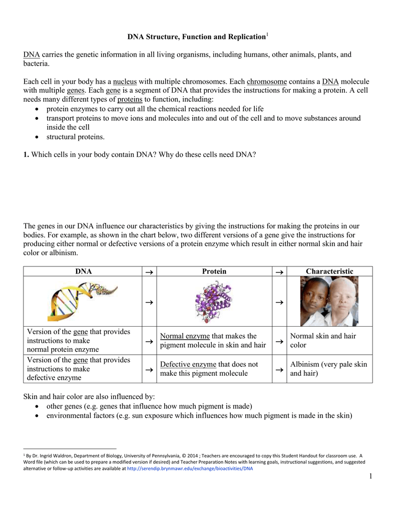 DNA Structure, Function and Replication 24 Regarding Dna Structure And Replication Worksheet
