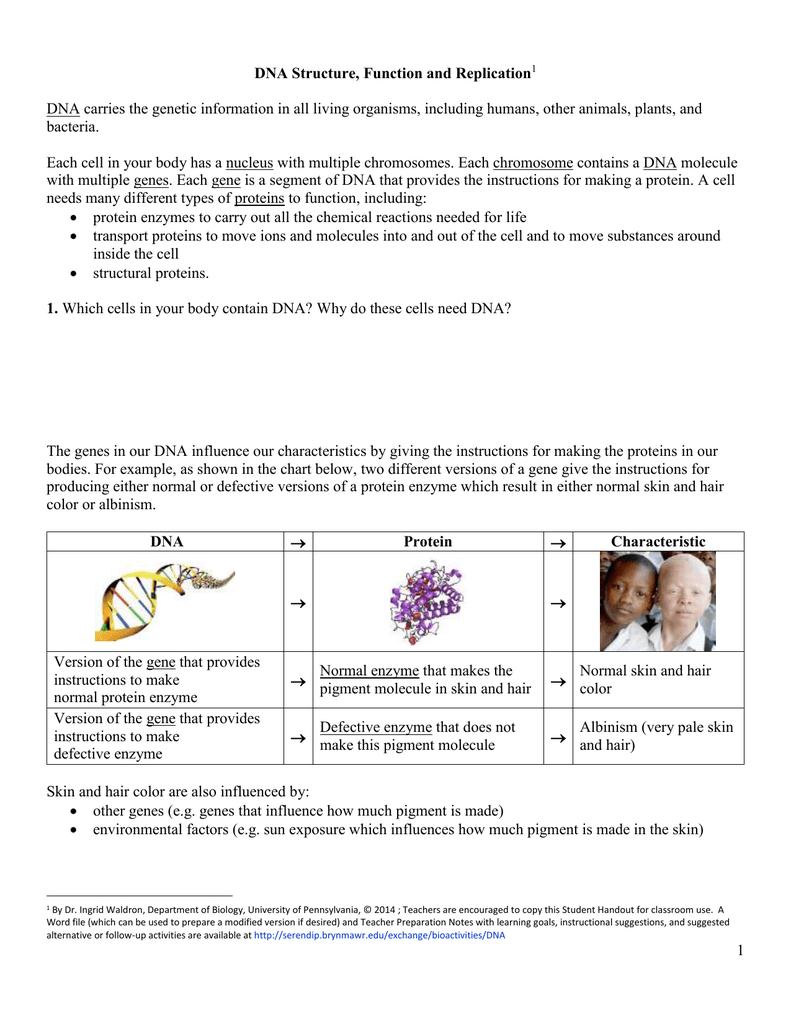 DNA Structure, Function and Replication 20 Pertaining To Dna Structure Worksheet Answer Key