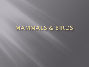 Mammals & Birds