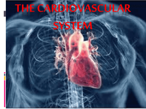 Cardiovascular Summary AP and EKGs