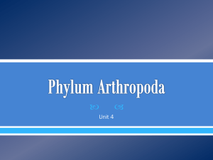 phylum_arthropoda