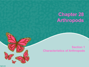Characteristics of Arthropods