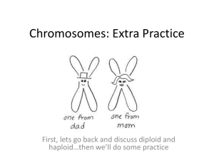 Chromosomes: Extra Practice