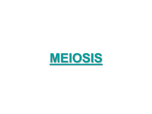 Meiosis II