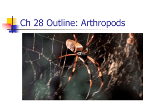 Ch 28 Outline: Arthropods