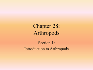 Chapter 28: Arthropods