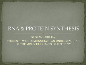 RNA & PROTEIN SYNTHESIS