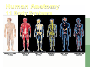 Human Anatomy 11 Body Systems