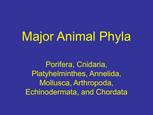 Major Animal Phyla