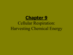 PowerPoint Presentation - Chapter 9 Cellular Respiration