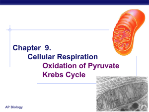 Chapter 9. Cellular Respiration Kreb's Cycle