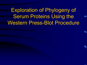 Exploration of Phylogeny of Serum Proteins Using the Western