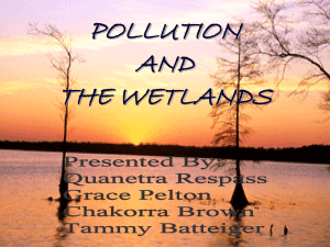 POLLUTION AND THE WETLANDS