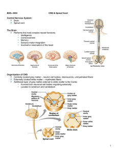 Nervous System Lecture- Part II