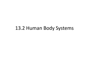13.2 Human Body Systems