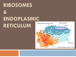 Ribosomes & Endoplasmic Reticulum