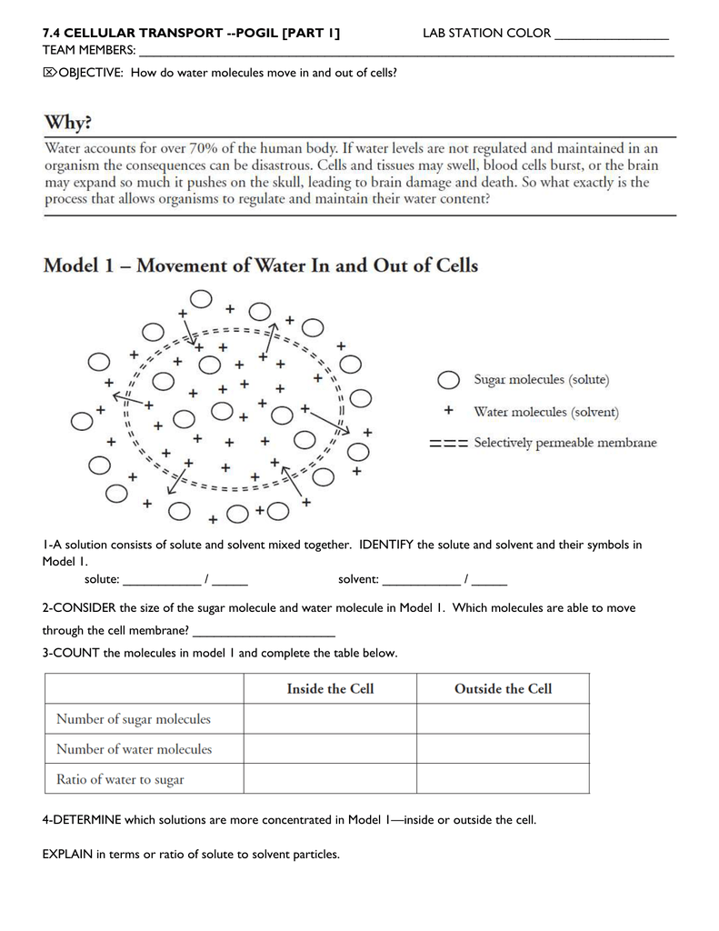 7 3 Cell Transport Worksheet Answers%