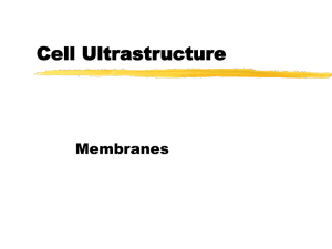 Cell Ultrastructure