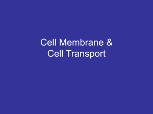 A13-Cell Membrane and Transport