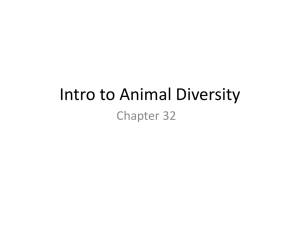 Intro to Animal Diversity