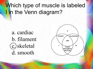 Which type of muscle is labeled I in the Venn diagram?