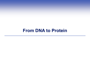 The Path From Genes to Proteins