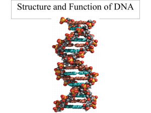 Structure and Function of DNA