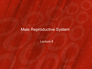 Male Reproductive System