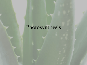 Photosynthesis II PPT