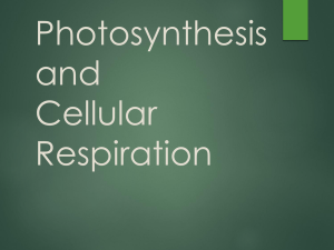 Photosynthesis and Cellular Respiration