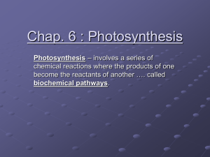 Chap. 6 : Photosynthesis - Fort Thomas Independent Schools